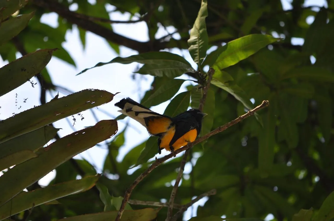 Leatherback Lodge Eco B&B Salybia Trinidad And Tobago