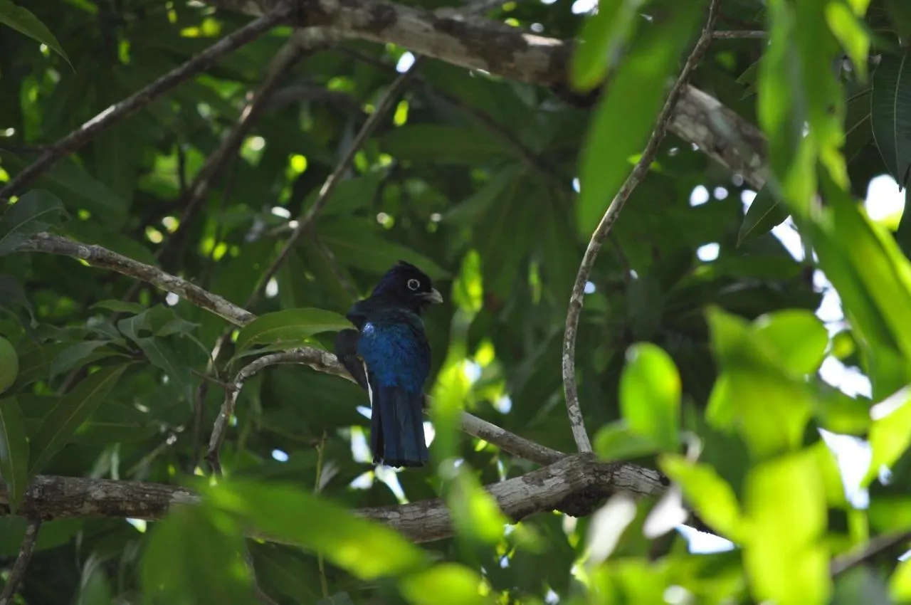 Leatherback Lodge Eco B&B Salybia Trinidad And Tobago