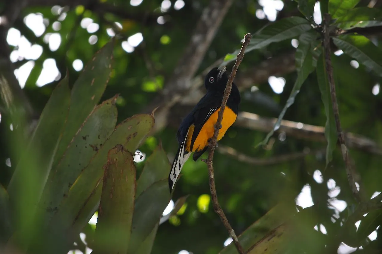 Leatherback Lodge Eco B&B Salybia